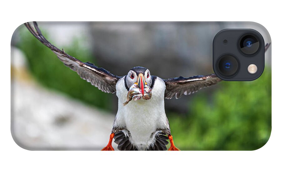 Puffins iPhone 13 Case featuring the photograph Puffin in Flight by Darryl Hendricks
