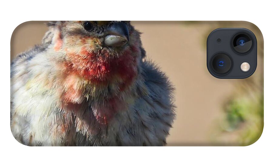 Arizona iPhone 13 Case featuring the photograph Rare Multicolored Male House Finch by Judy Kennedy