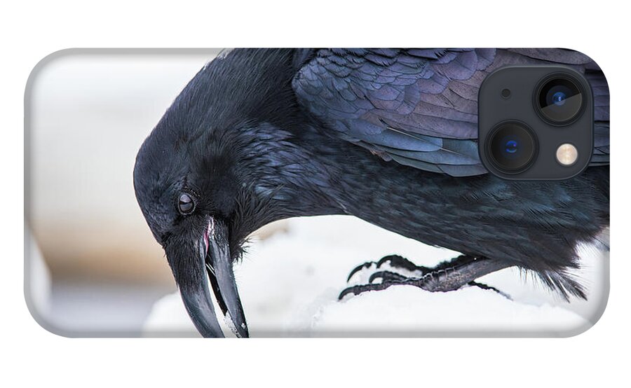 Raven iPhone 13 Case featuring the photograph Raven 2 by David Kirby