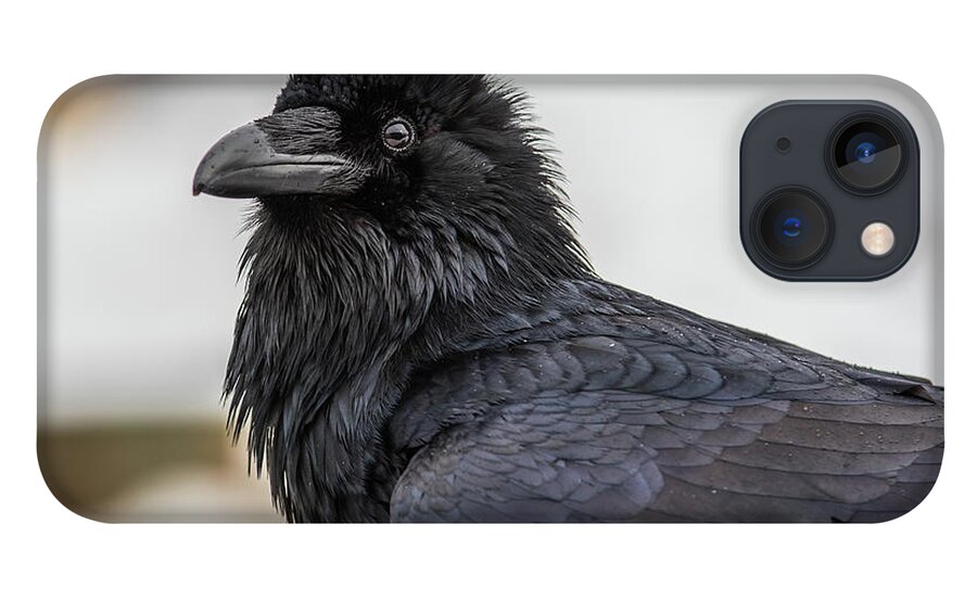 Raven iPhone 13 Case featuring the photograph Raven 4 by David Kirby