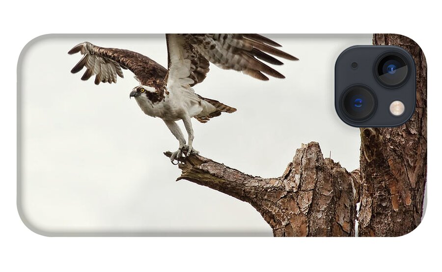 Osprey iPhone 13 Case featuring the photograph Ready for Takeoff by Jayne Carney