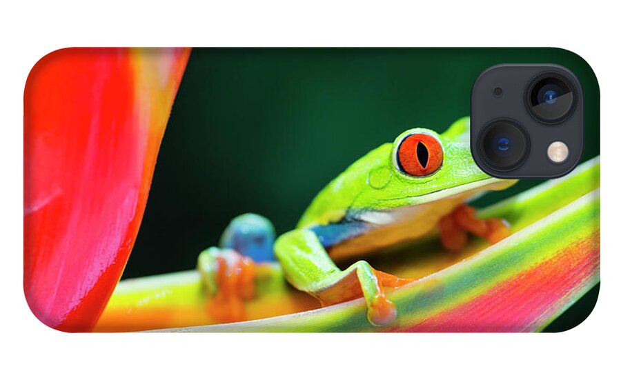 Tropical Rainforest iPhone 13 Case featuring the photograph Red-eyed Tree Frog Climbing On by Pchoui