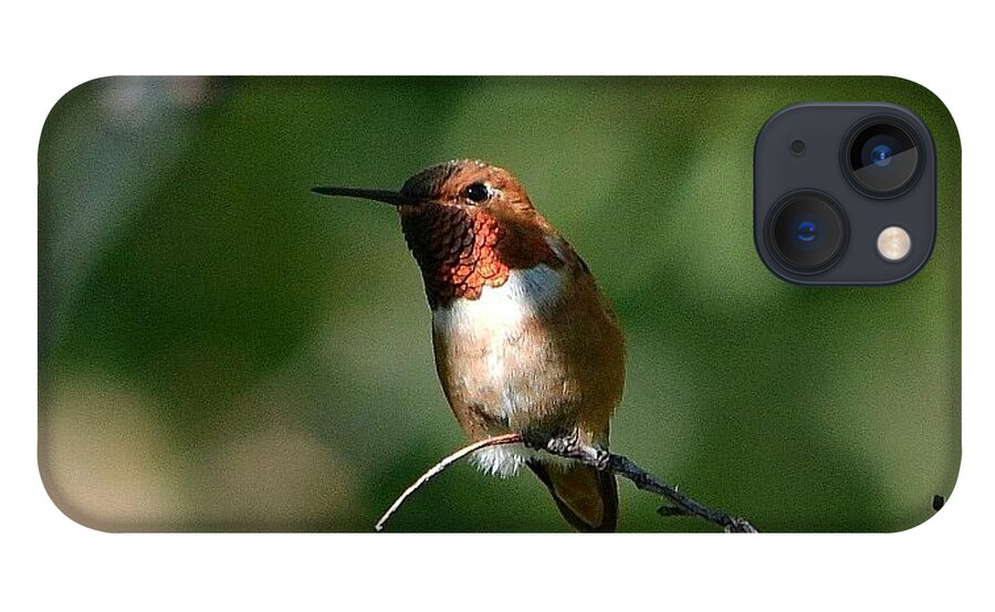 Hummingbird iPhone 13 Case featuring the photograph Resting Rufous by Dorrene BrownButterfield