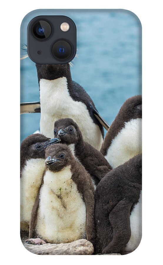 Animal iPhone 13 Case featuring the photograph Rockhopper Penguin And Chicks by Tui De Roy