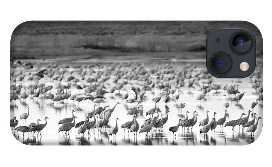 Richard E. Porter iPhone 13 Case featuring the photograph Sandhill Cranes #2041, Muleshoe Wildlife Refuge, Texas by Richard Porter