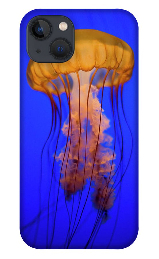 Underwater iPhone 13 Case featuring the photograph Sea Nettle Jellyfish Chrysaora by Patrick Strattner