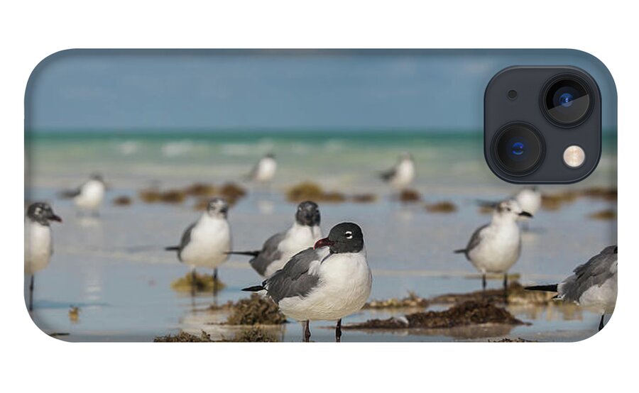 Seagull iPhone 13 Case featuring the photograph Seagull at Holbox, Mexico by Julieta Belmont
