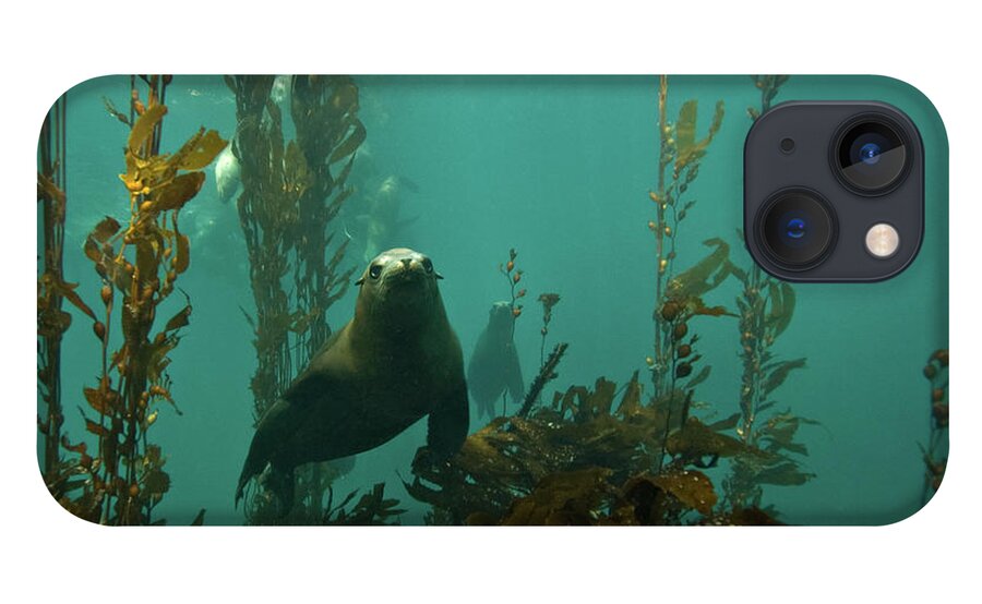 Sea Lion iPhone 13 Case featuring the photograph Sealion by Douglas Klug