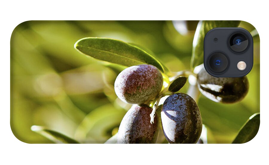 Hanging iPhone 13 Case featuring the photograph Selective Focus On Tuscan Olives, Italy by Giorgiomagini