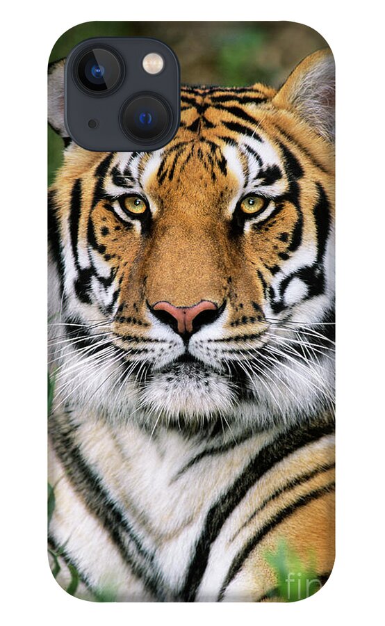 Siberian Tiger iPhone 13 Case featuring the photograph Siberian Tiger Staring Endangered Species Wildlife Rescue by Dave Welling