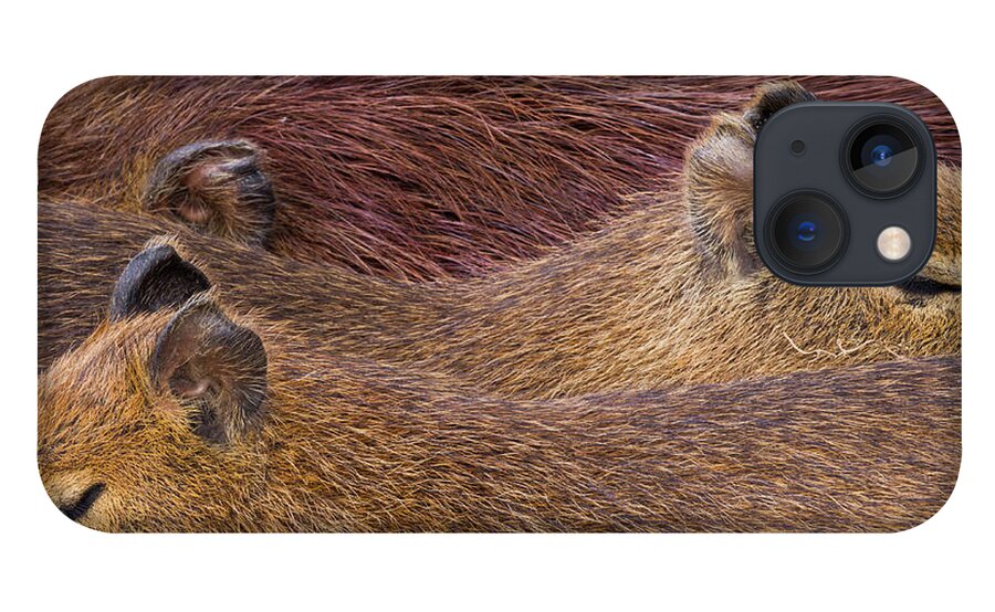 Sebastian Kennerknecht iPhone 13 Case featuring the photograph Sleeping Capybaras by Sebastian Kennerknecht