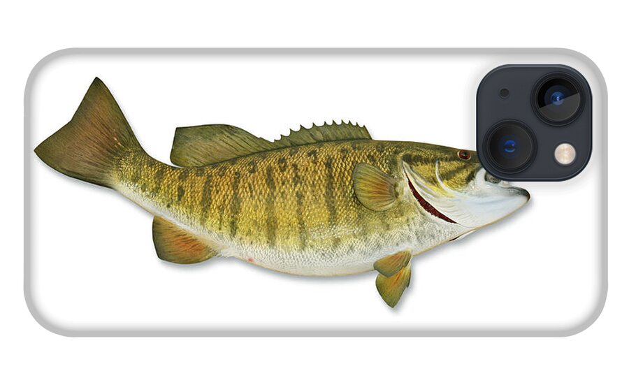 White Background iPhone 13 Case featuring the photograph Smallmouth Bass With Clipping Path by Georgepeters