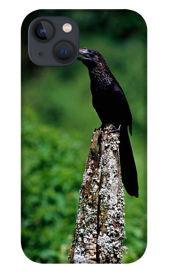 South America iPhone 13 Case featuring the photograph Smooth-billed Ani Crotophaga Ani At by Richard I'anson