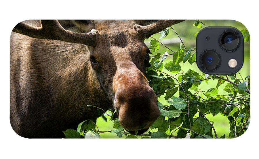 Grass iPhone 13 Case featuring the photograph Snacking Moose by Richlegg