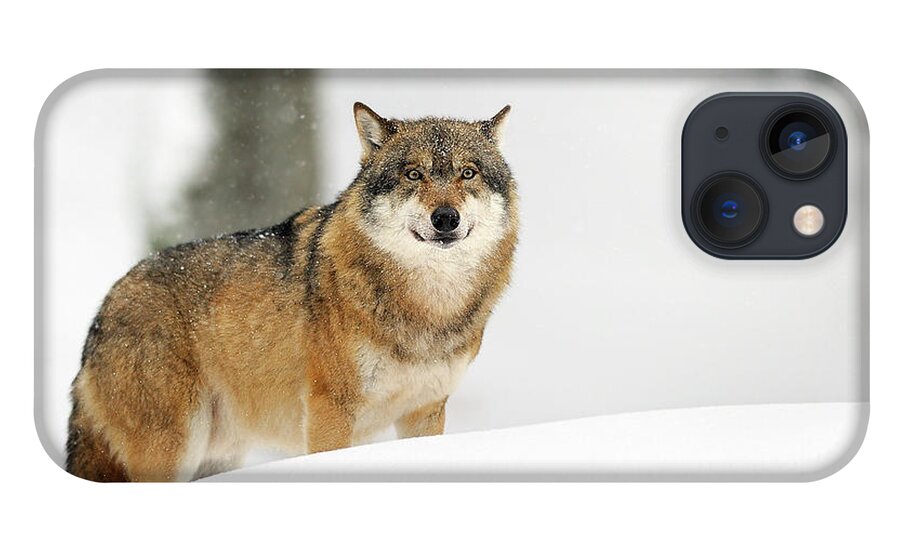 Snow iPhone 13 Case featuring the photograph Snow Wolf by Marco Pozzi Photographer