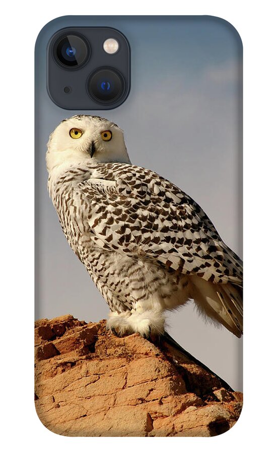 Bird Of Prey iPhone 13 Case featuring the photograph Snowy Owl On A Bluff by Missing35mm