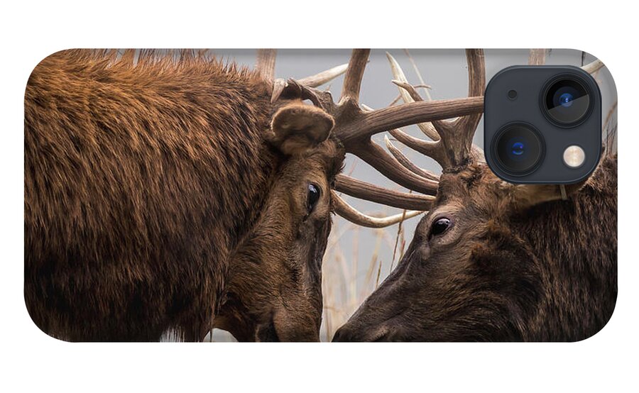 Elk iPhone 13 Case featuring the photograph Sparring Buddies by Holly Ross
