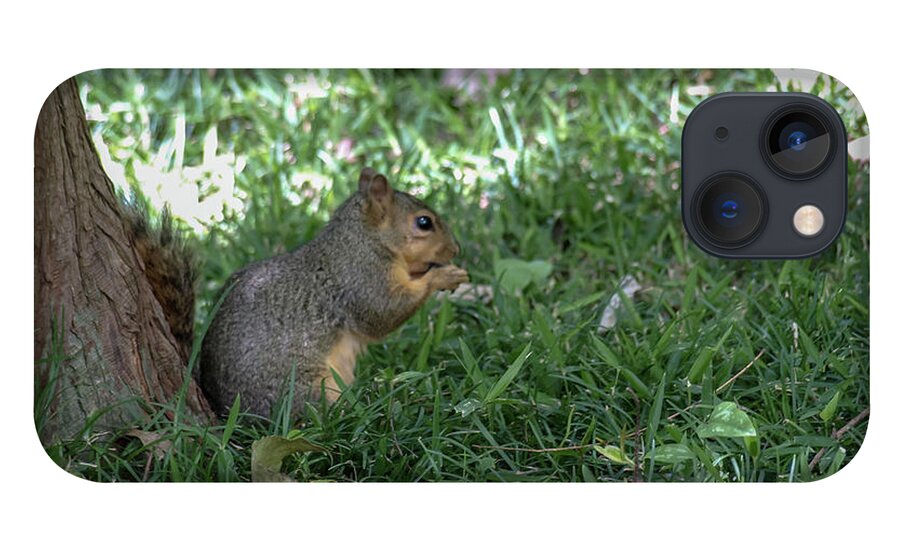 Squirrel iPhone 13 Case featuring the photograph Squirrel Dinning by C Winslow Shafer