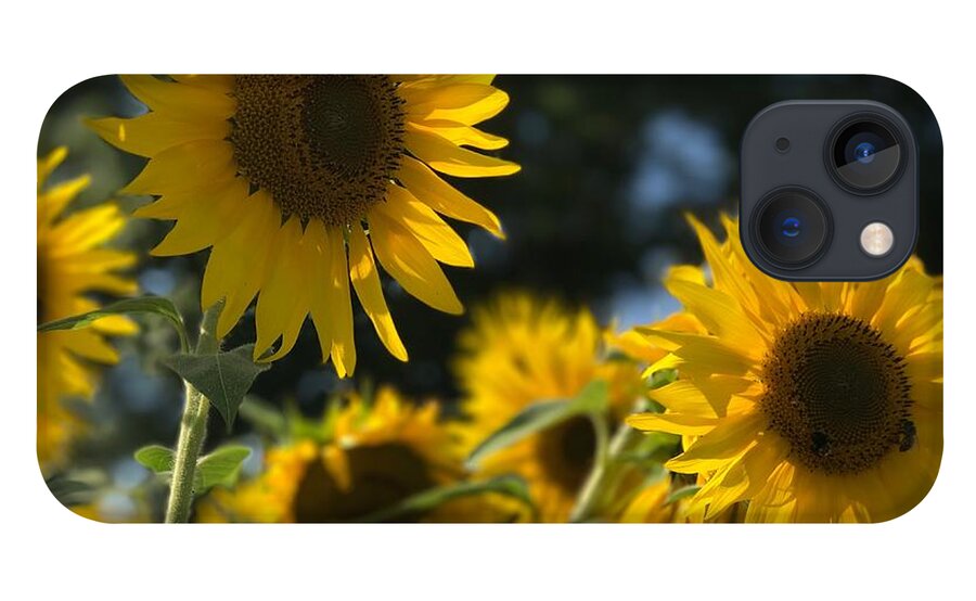 Sunflowers iPhone 13 Case featuring the photograph Sweet Sunflowers by Lora J Wilson