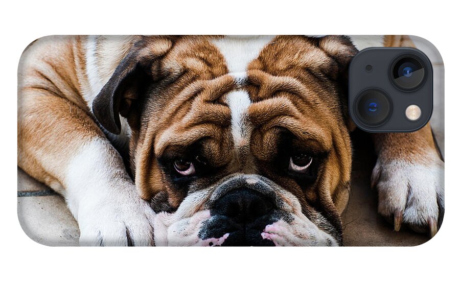 Pets iPhone 13 Case featuring the photograph The English Bulldog by Romeo Banias