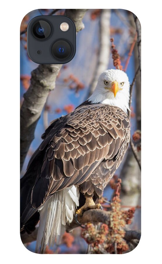 Bald Eagle iPhone 13 Case featuring the photograph The Eyes by Laura Hedien