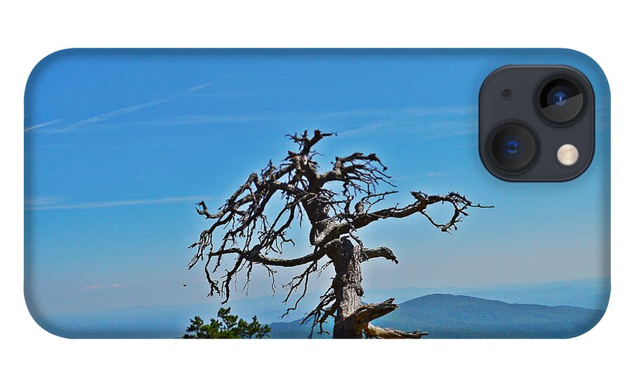 Dead Tree iPhone 13 Case featuring the photograph The Survivor by Stacie Siemsen