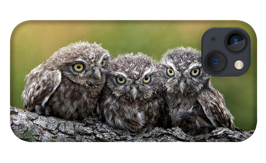 Bird Of Prey iPhone 13 Case featuring the photograph Three Grimly Goblins by Michael Milfeit