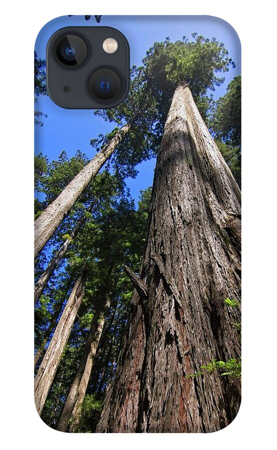 Redwood iPhone 13 Case featuring the photograph Towering Redwoods by Paul Rebmann