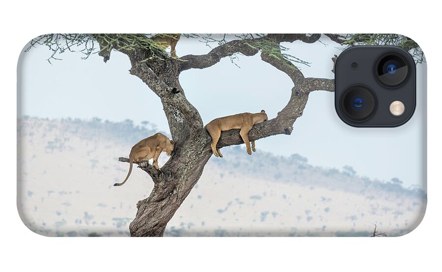 Africa iPhone 13 Case featuring the photograph Tree Climbing Lions by Timothy Hacker