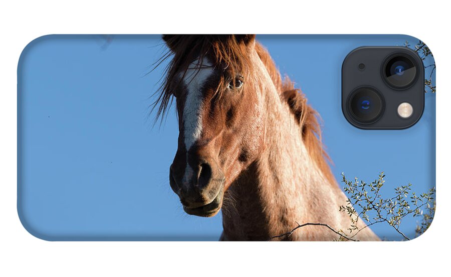 Stallion iPhone 13 Case featuring the photograph Tree Horse by Shannon Hastings