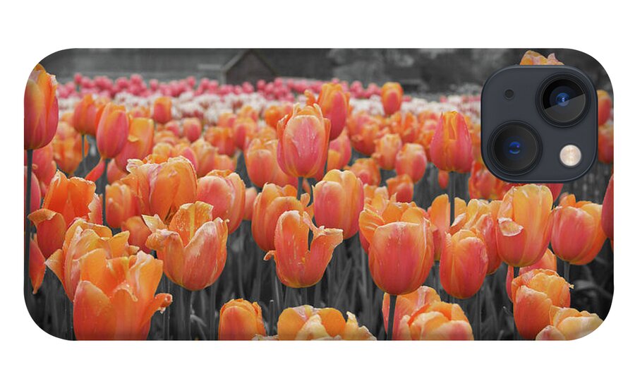 Cascades iPhone 13 Case featuring the photograph Tulip Farm by Dylan Punke