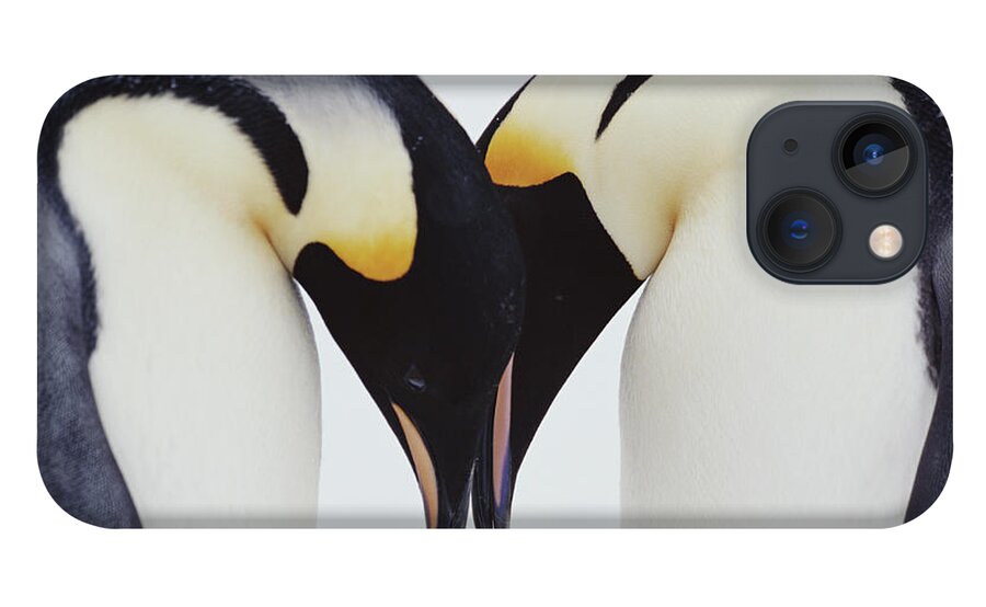 Emperor Penguin iPhone 13 Case featuring the photograph Two Emperor Penguins Aptenodytes by Joseph Van Os