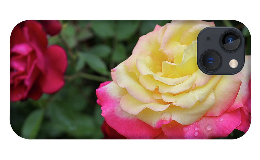 Rose iPhone 13 Case featuring the photograph Two Tone Beauty by Mary Anne Delgado