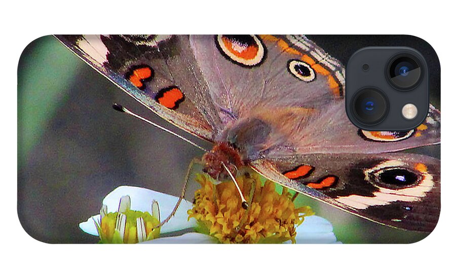 Butterfly iPhone 13 Case featuring the photograph Uncommon Buckeye by Michael Allard