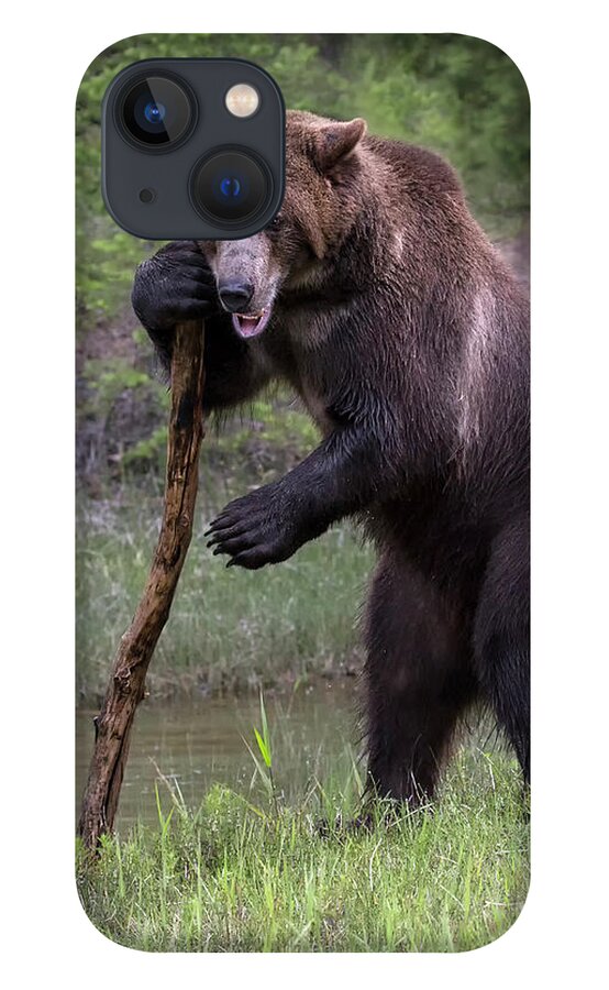Bear iPhone 13 Case featuring the photograph Use the Force by Art Cole