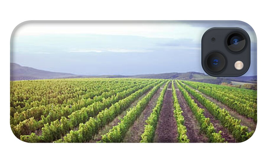 Scenics iPhone 13 Case featuring the photograph Vineyard Panorama Sunrise by Malhrovitz