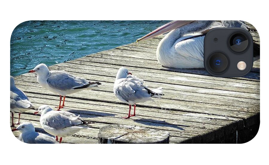 Seagull iPhone 13 Case featuring the photograph Waiting for a Feed by Fran Woods