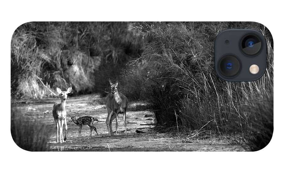 Richard E. Porter iPhone 13 Case featuring the photograph Watering Hole - Deer, Palo Duro Canyon State Park, Texas by Richard Porter