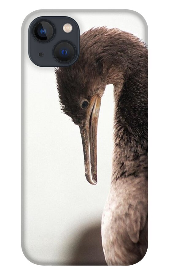 Fine Art America iPhone 13 Case featuring the photograph Well Groomed by Andrew Hewett
