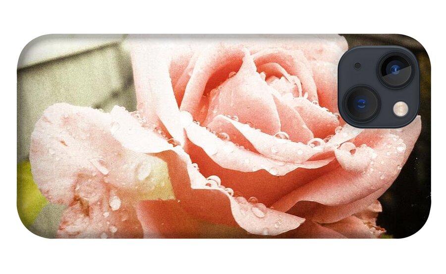 Transfer Print iPhone 13 Case featuring the photograph Wet Rose by Photos By Rob Jones Iii
