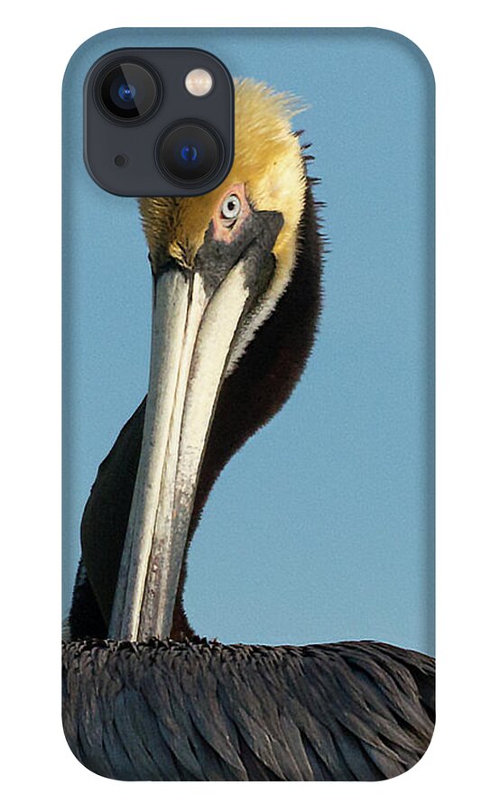 Susan Molnar iPhone 13 Case featuring the photograph Whachu Lookin At by Susan Molnar