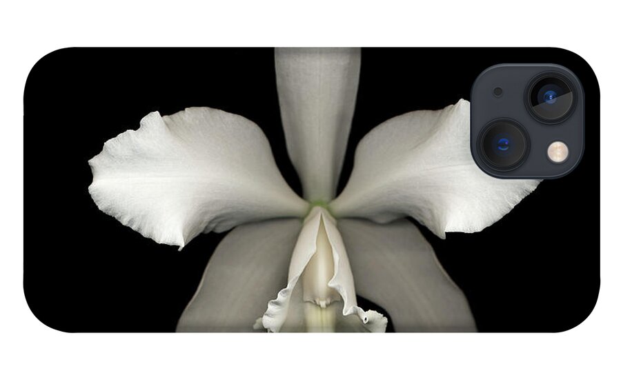 Black Background iPhone 13 Case featuring the photograph White Cattleya Orchid Cattleya Sp by Mike Hill