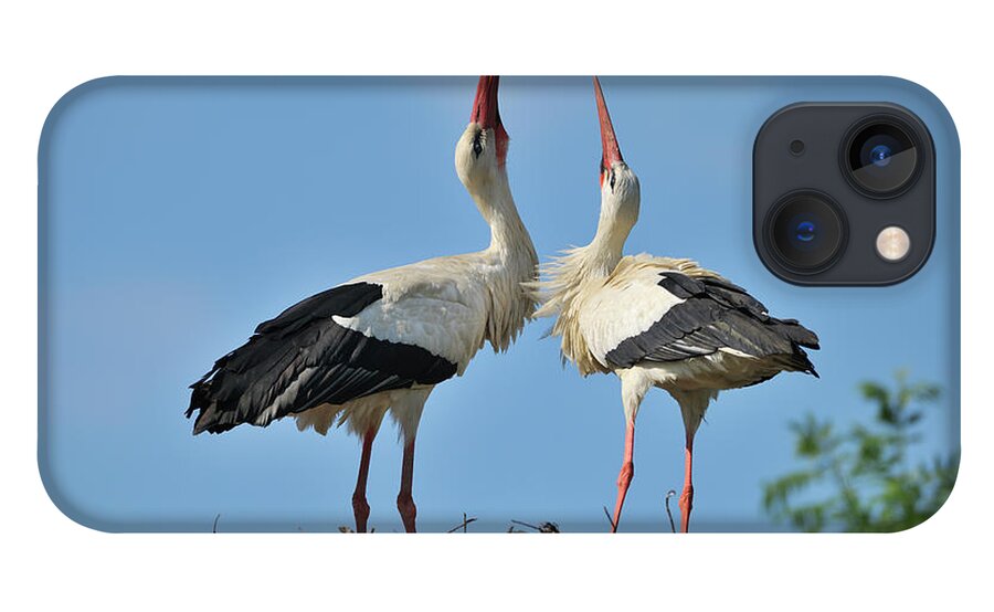 Animal Themes iPhone 13 Case featuring the photograph White Stork by Raimund Linke