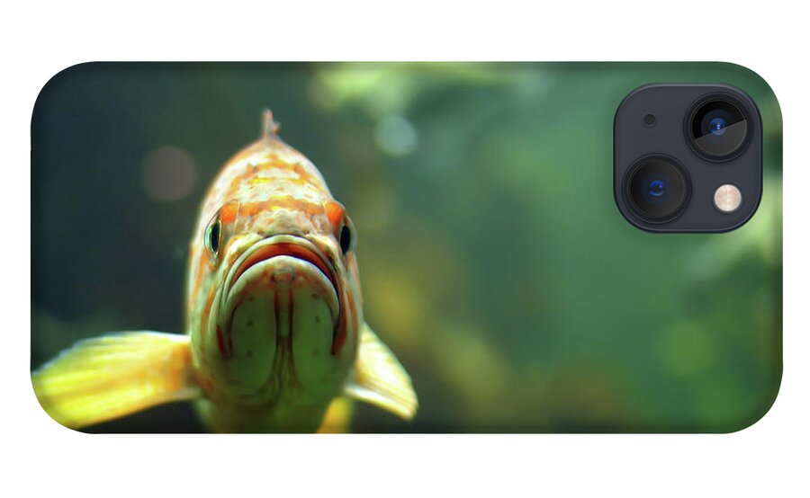 Underwater iPhone 13 Case featuring the photograph Why The Sad Face by By Jun Aviles