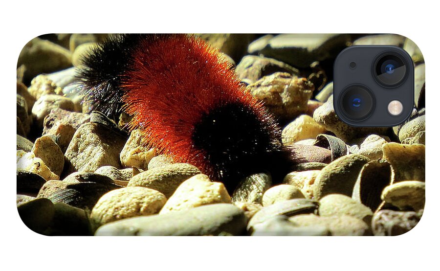 Woolly Bear Caterpillar iPhone 13 Case featuring the photograph Woolly Bear Caterpillar on the Rocks by Linda Stern