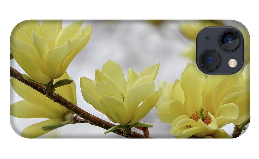 Dogwood iPhone 13 Case featuring the photograph Yellow Dogwood Bloom by Mary Anne Delgado