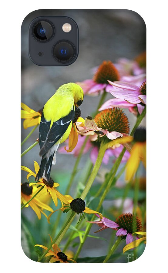 Finch iPhone 13 Case featuring the photograph Yellow Finch by Kathy Strauss