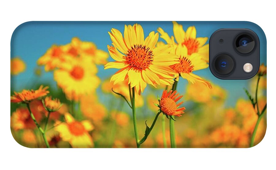 New Mexico iPhone 13 Case featuring the photograph Yellow Wildflowers by Sandy L. Kirkner