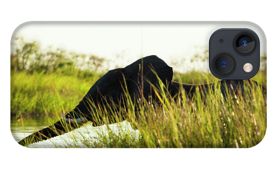 Botswana iPhone 13 Case featuring the photograph Young Elephant, Okavango Delta by Michele Westmorland