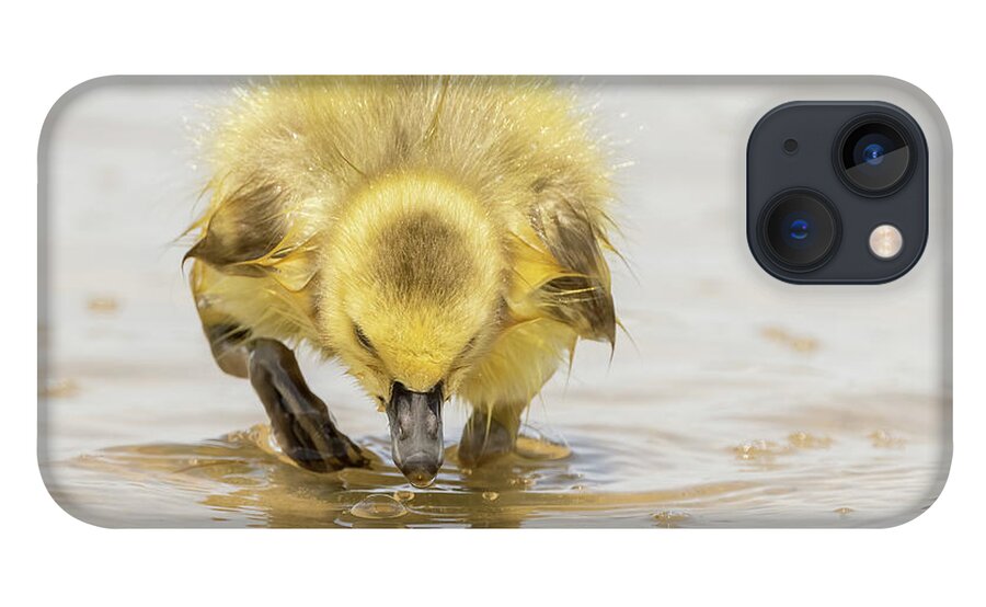 Gosling iPhone 13 Case featuring the photograph Beautiful gosling feeding #1 by Sam Rino
